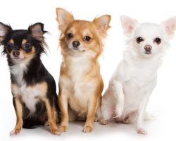 The 10 Smallest Dogs in the World Are Surprising to Say the Least! #10 is a Breed I Didn’t Know About!