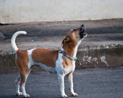 5 Surprising Reasons a Dog Howls