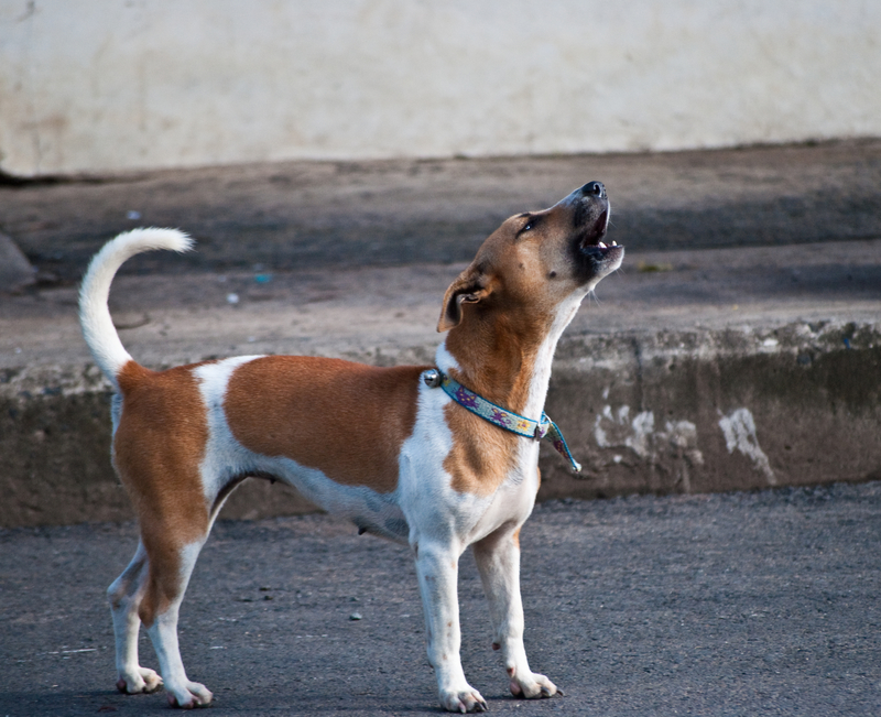 dog howling