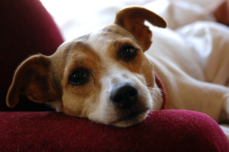 dog on sofa gazing