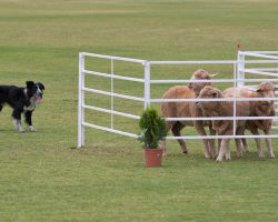 Believe it or Not, But These 4 Dogs May Herd Sheep Even Better Than Shepherds