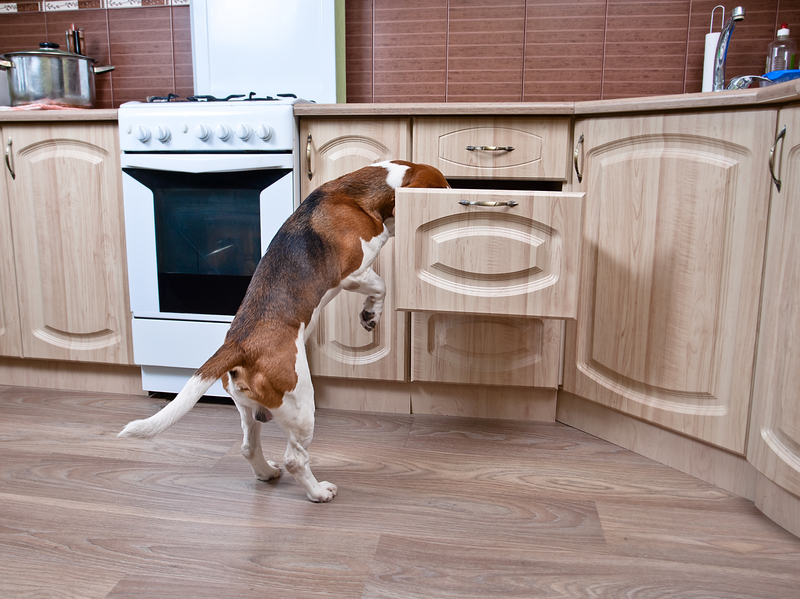dog in kitchen