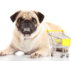 Ikea Comes Up With a Dog Sitting Station So Owners Can Shop While Doggies Get Some Fresh Air