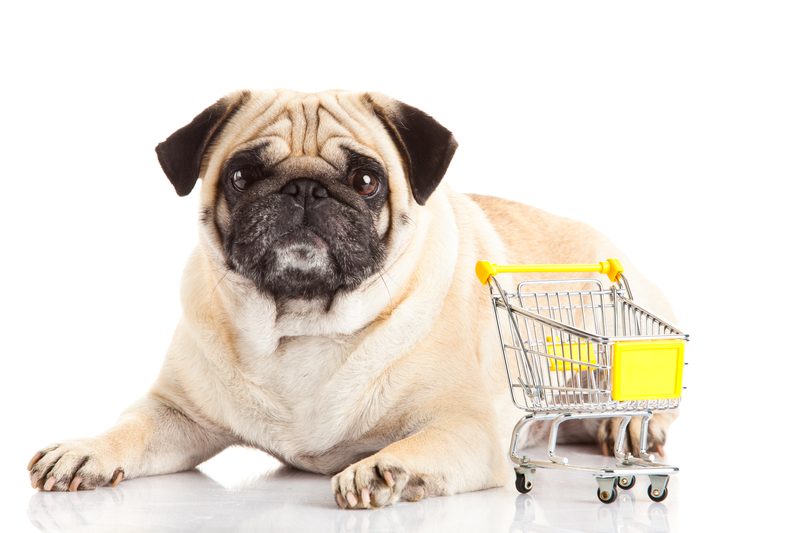 shopping pug