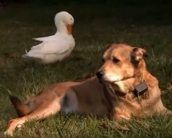 (Video) Friendly Duck Shows Up Just When He’s Needed the Most and Becomes a Best Friend to a Grieving Dog