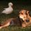 (Video) Friendly Duck Shows Up Just When He’s Needed the Most and Becomes a Best Friend to a Grieving Dog