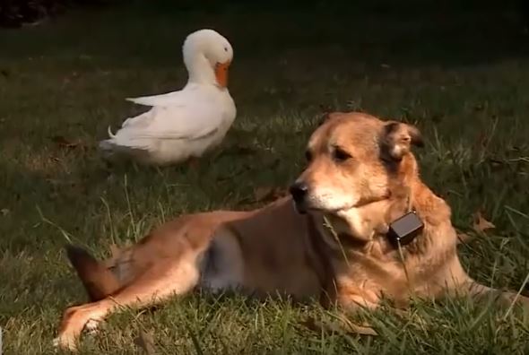 duck and dog