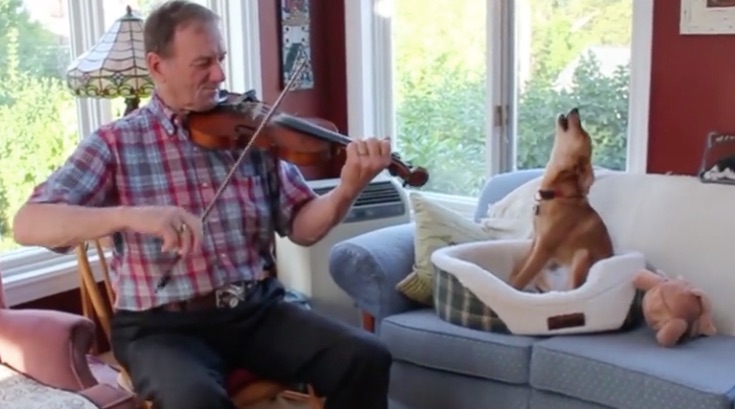 fiddle dog