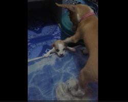 (Video) We Can Get by With a Little Help From our Friends, Like These Adorable Puppies Demonstrate!