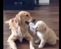 (Video) Golden Retriever Teases Puppy by Playing With Him in Most Adorable Way