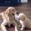 (Video) Golden Retriever Teases Puppy by Playing With Him in Most Adorable Way