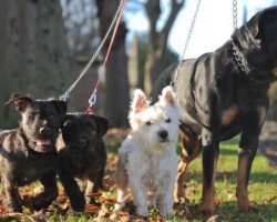 Small Terrier Got a Rottweiler Pregnant and Their Puppies Are So Precious