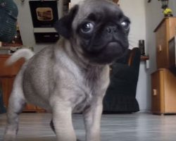 (Video) Dad Asks His Pug if She’s Hungry. How She Says Yes? Beyond ADORABLE!