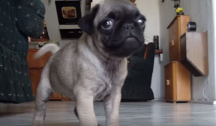 hungry-pug-puppy