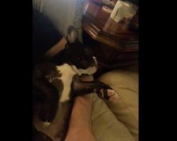 (Video) Tired Frenchie Says No to Mom’s Kisses in the Most Hilarious Way