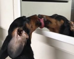 (Video) Adorable Doxie Loves Looking at Her Reflection So Much She Does THIS – LOL!