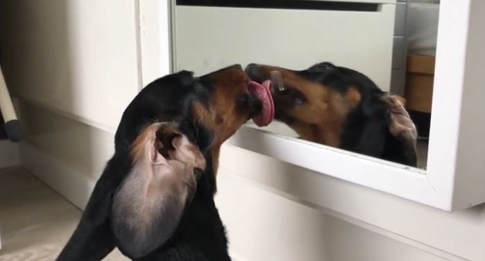 licking mirror image