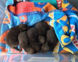 Man Discovers 5 Abandoned Puppies, Later Realizes They’re Something Entirely Different