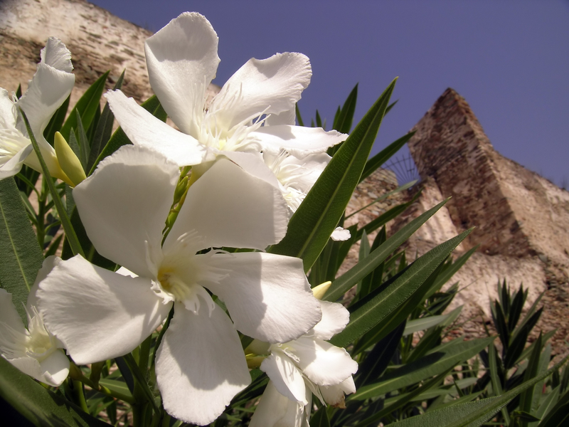 oleander plant