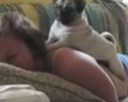 (Video) When Mom Frightens Her Pug, Keep Eyes on the Dog to See How He Responds – So Sassy!