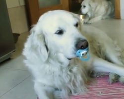 (Video) Golden Retriever Refuses to Give up Pacifier, Has Giant Meltdown in the Process