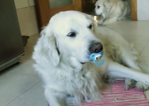 pacifer pup