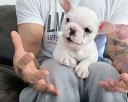 (Video) How This Dad Plays With His Pup Has Me Swooning – It’s THAT Cute!