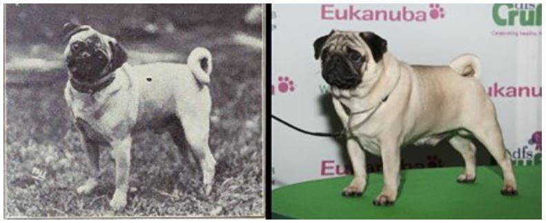 pug changes