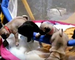 (Video) Excited Pug Puppies Racing to See Their Mom is Off the Charts Adorable!