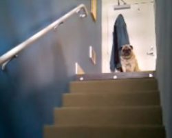 (Video) Lonely Pug Desperately Calls Out… What Happens Next Shocks Us!