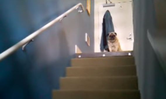 pugs-on-top-of-the-stairs