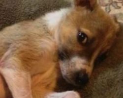 (Video) Family Takes a Sick Puppy Home to Pass Away Peacefully, But Instead They Get a Big Surprise