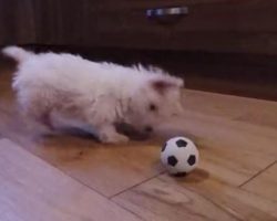(Video) Adorable Westie Puppy Reacts to Seeing the Ball and I’m Seriously Dying Over Here