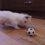 (Video) Adorable Westie Puppy Reacts to Seeing the Ball and I’m Seriously Dying Over Here