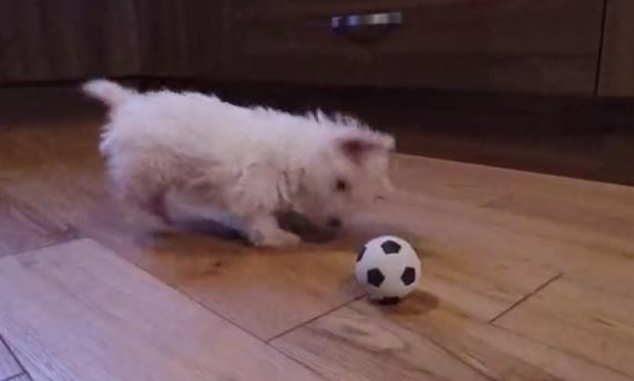 puppy and ball