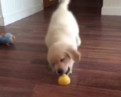 (Video) Golden Retriever Puppy is Utterly Confused by Lemon Slice