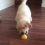 (Video) Golden Retriever Puppy is Utterly Confused by Lemon Slice