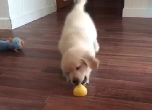 puppy and lemon