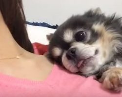 (Video) Doggy Has Special Way of Sleeping With Mom That’s Making Everyone Jealous