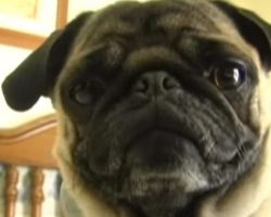 (Video) This Pug Really Knows How to Rap to ‘Ice Ice Baby’ and I Can’t Stop Laughing!