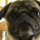 (Video) This Pug Really Knows How to Rap to ‘Ice Ice Baby’ – Hilarious!
