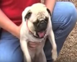 (Video) Overly Excited Pug is SO Eager to Meet New Friends That He Does THIS