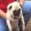 (Video) Overly Excited Pug is SO Eager to Meet New Friends That He…