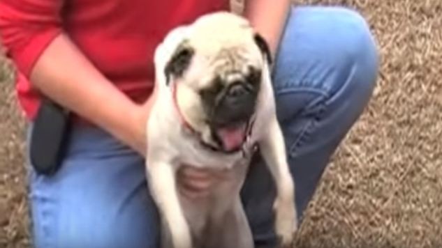 screaming-pug