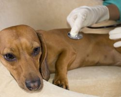 What Causes a Dog Seizure and How to Treat Them