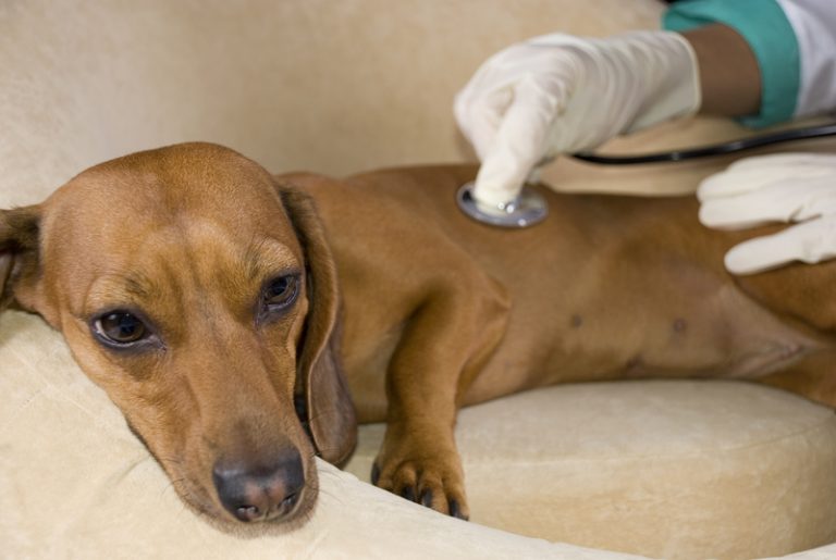 What Causes a Dog Seizure and How to Treat Them Pup Fans