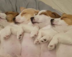 (Video) Sleepy Jack Russell Puppies Share and Sleep in a Bed – All in a Row!