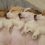 (Video) Sleepy Jack Russell Puppies Share and Sleep in a Bed – All in a Row!