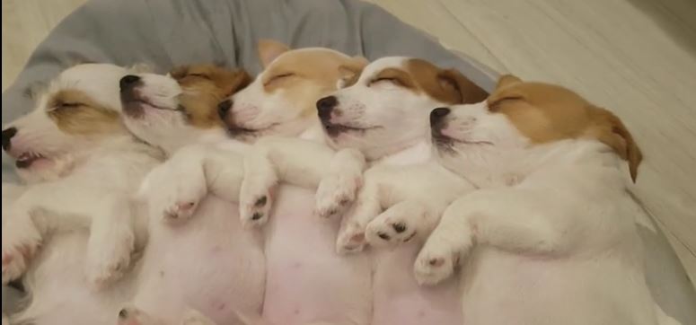 sleeping doggies