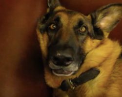 (Video) This German Shepherd Has the Best Sleepy Dog Face EVER